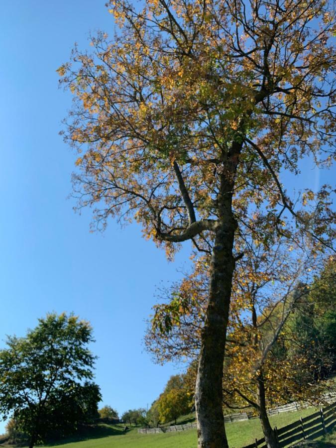 Villa Floris ブレッサノーネ エクステリア 写真